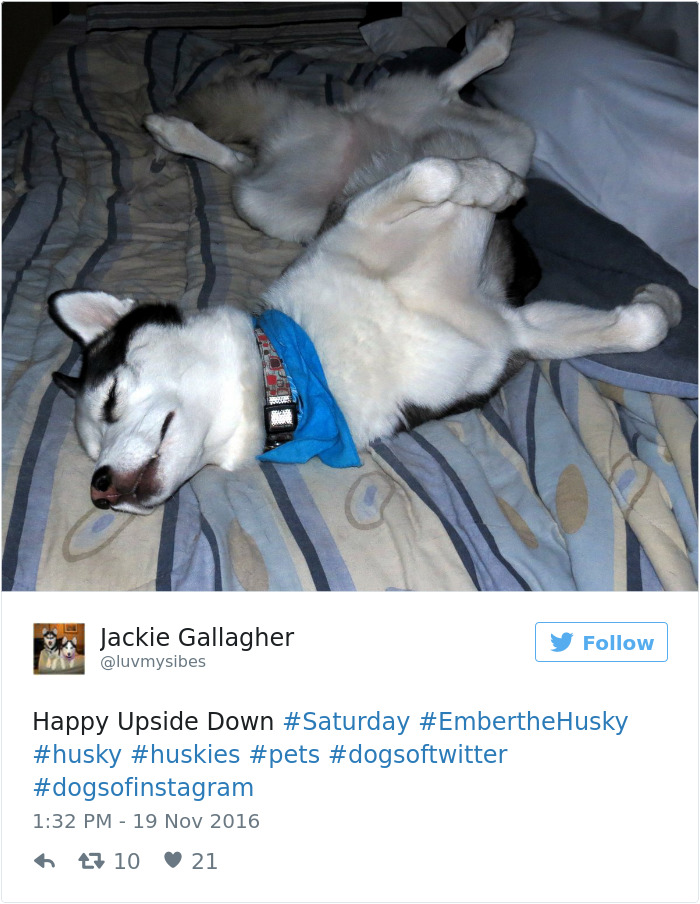 71 Of The Most Hilarious Posts About Huskies Ever
