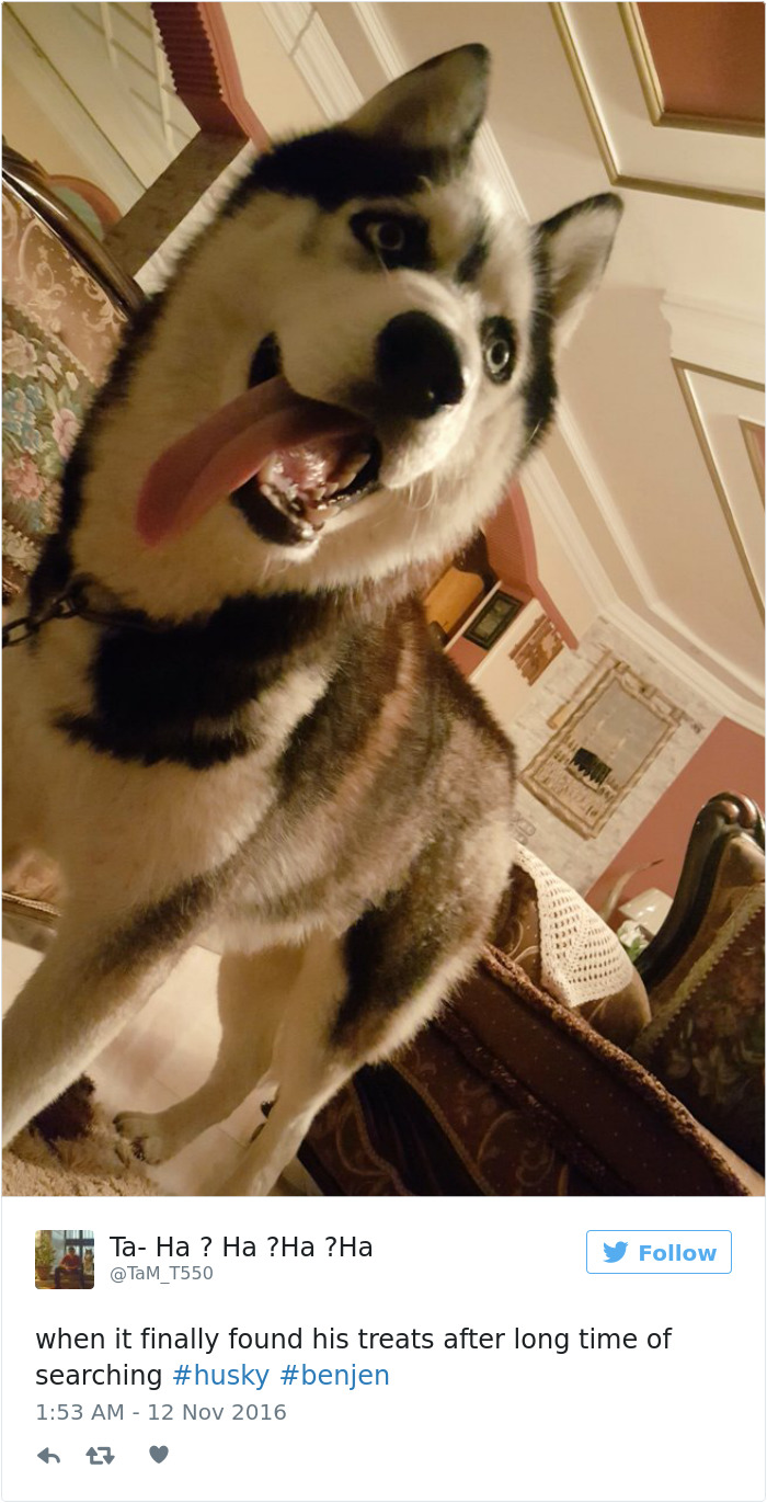 71 Of The Most Hilarious Posts About Huskies Ever