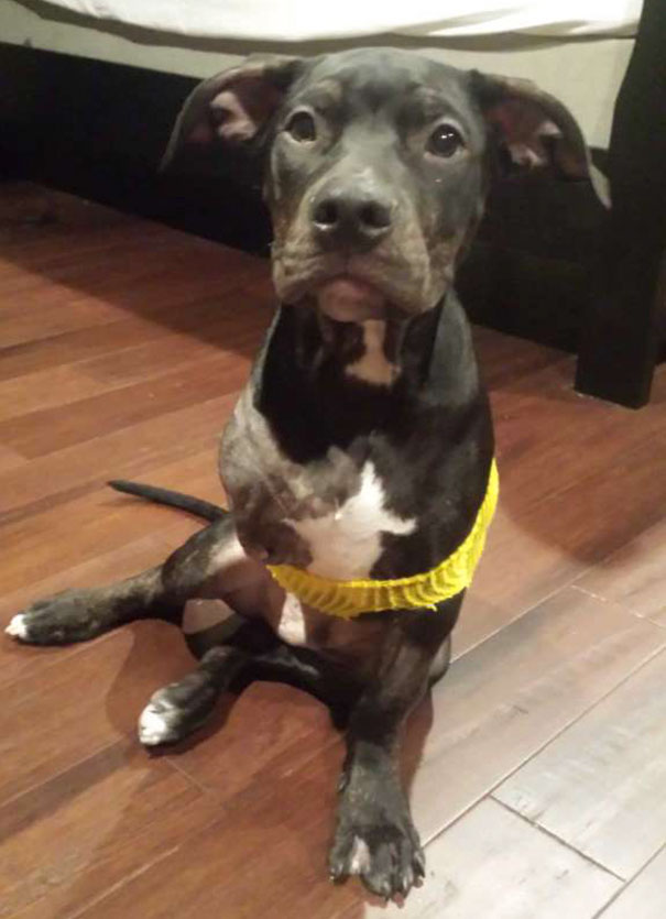 Injured Puppy Thrown Out Of Moving Car And Set To Be Put Down Gets Saved By A Loving Cop Injured Puppy Thrown Out Of Moving Car And Set To Be Put Down Gets Saved By A Loving Cop