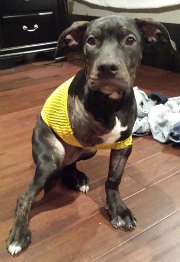 Injured Puppy Thrown Out Of Moving Car And Set To Be Put Down Gets Saved By A Loving Cop Injured Puppy Thrown Out Of Moving Car And Set To Be Put Down Gets Saved By A Loving Cop