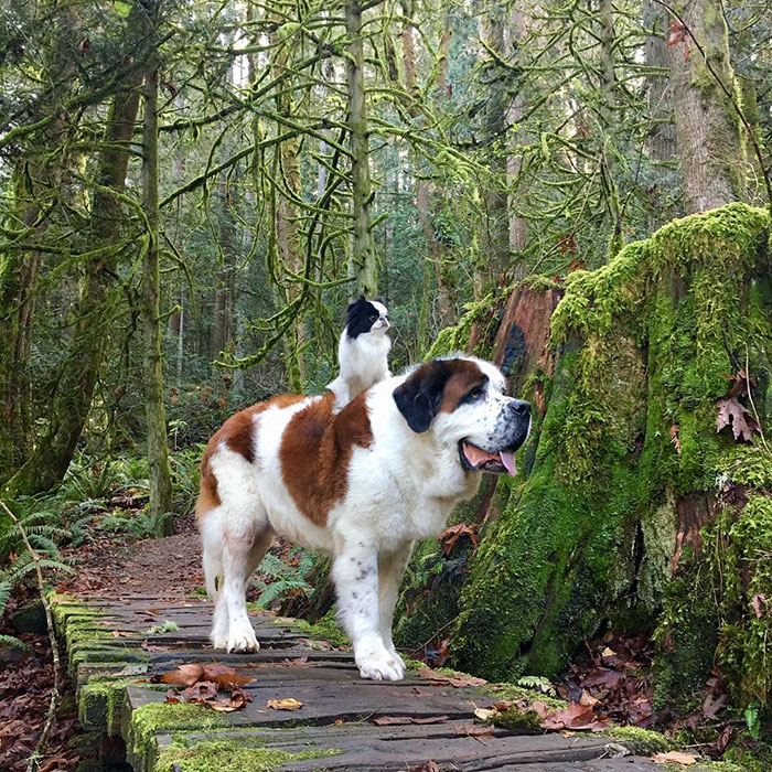 Tiny Dog Uses Giant Saint Bernard As A Vehicle Wherever He Goes