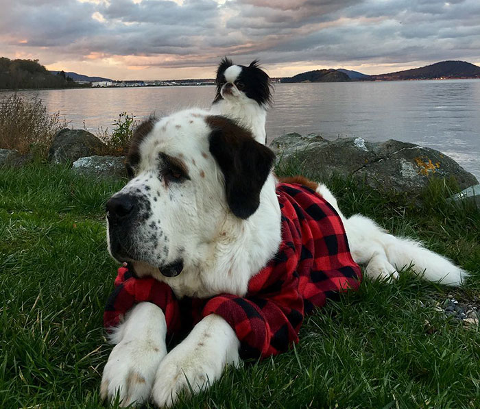 Tiny Dog Uses Giant Saint Bernard As A Vehicle Wherever He Goes