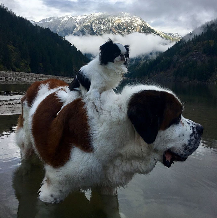 Tiny Dog Uses Giant Saint Bernard As A Vehicle Wherever He Goes