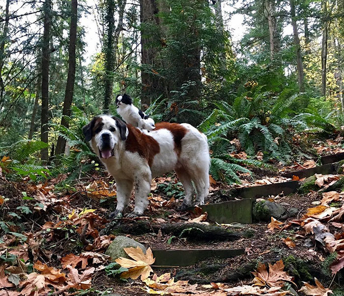 Tiny Dog Uses Giant Saint Bernard As A Vehicle Wherever He Goes
