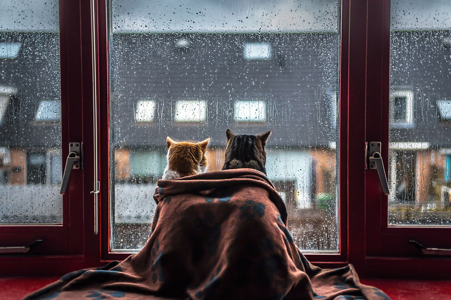 I Photograph My Cats In Front Of The Window Whenever It’s Raining I Photograph My Cats In Front Of The Window Whenever It’s Raining