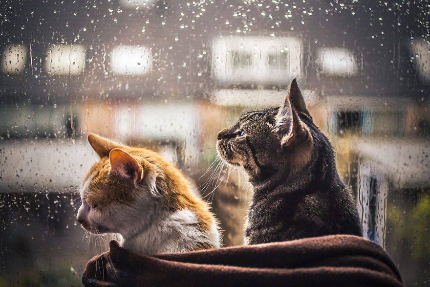 I Photograph My Cats In Front Of The Window Whenever It’s Raining I Photograph My Cats In Front Of The Window Whenever It’s Raining