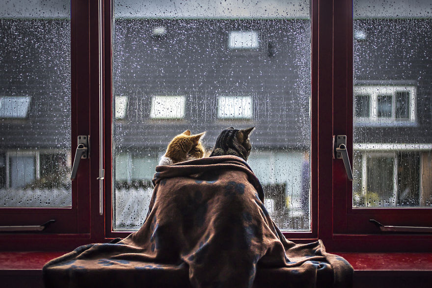 I Photograph My Cats In Front Of The Window Whenever It’s Raining I Photograph My Cats In Front Of The Window Whenever It’s Raining