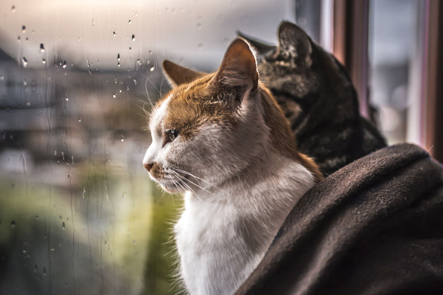 I Photograph My Cats In Front Of The Window Whenever It’s Raining I Photograph My Cats In Front Of The Window Whenever It’s Raining