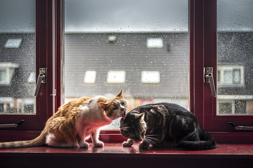 I Photograph My Cats In Front Of The Window Whenever It’s Raining I Photograph My Cats In Front Of The Window Whenever It’s Raining