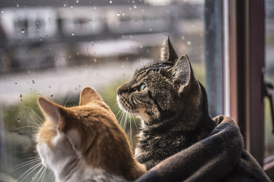 I Photograph My Cats In Front Of The Window Whenever It’s Raining I Photograph My Cats In Front Of The Window Whenever It’s Raining