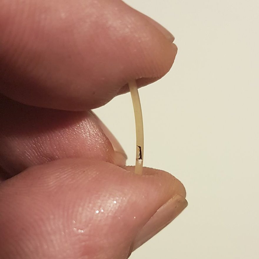 Turkish Artist Paints Unbelievably Tiny Paintings Onto Small Objects Turkish Artist Paints Unbelievably Tiny Paintings Onto Small Objects