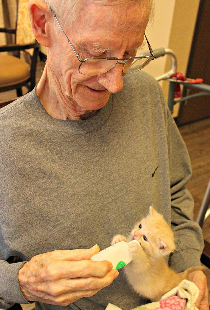 Animal Shelter Partners With Elderly Care Facility To Save Both Orphaned Kittens And Elders Animal Shelter Partners With Elderly Care Facility To Save Both Orphaned Kittens And Elders