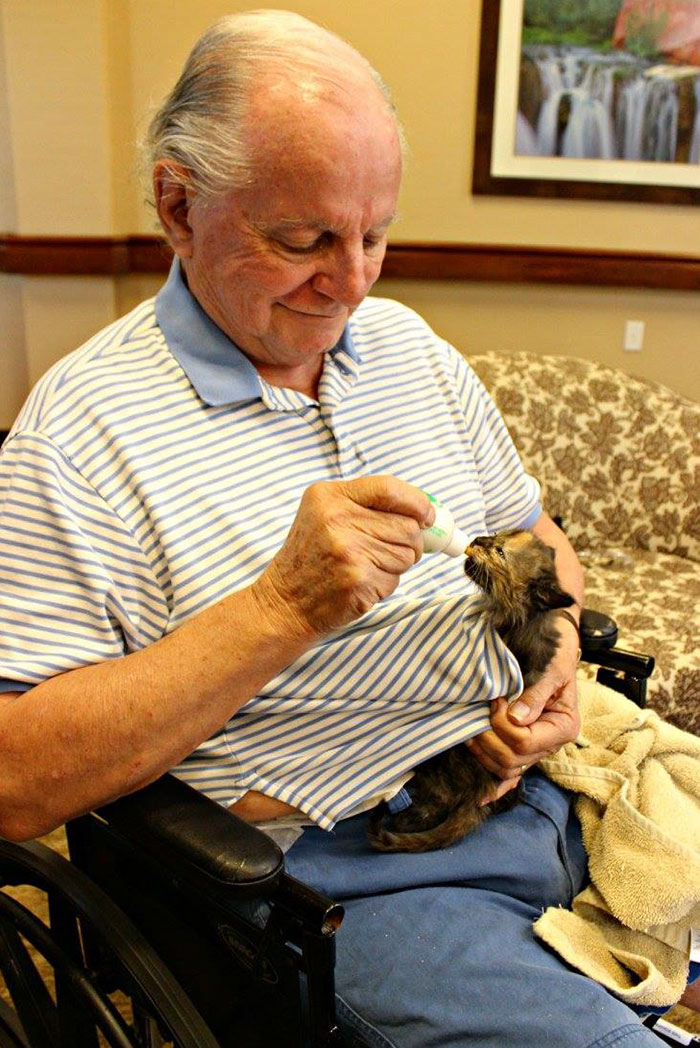 Animal Shelter Partners With Elderly Care Facility To Save Both Orphaned Kittens And Elders Animal Shelter Partners With Elderly Care Facility To Save Both Orphaned Kittens And Elders