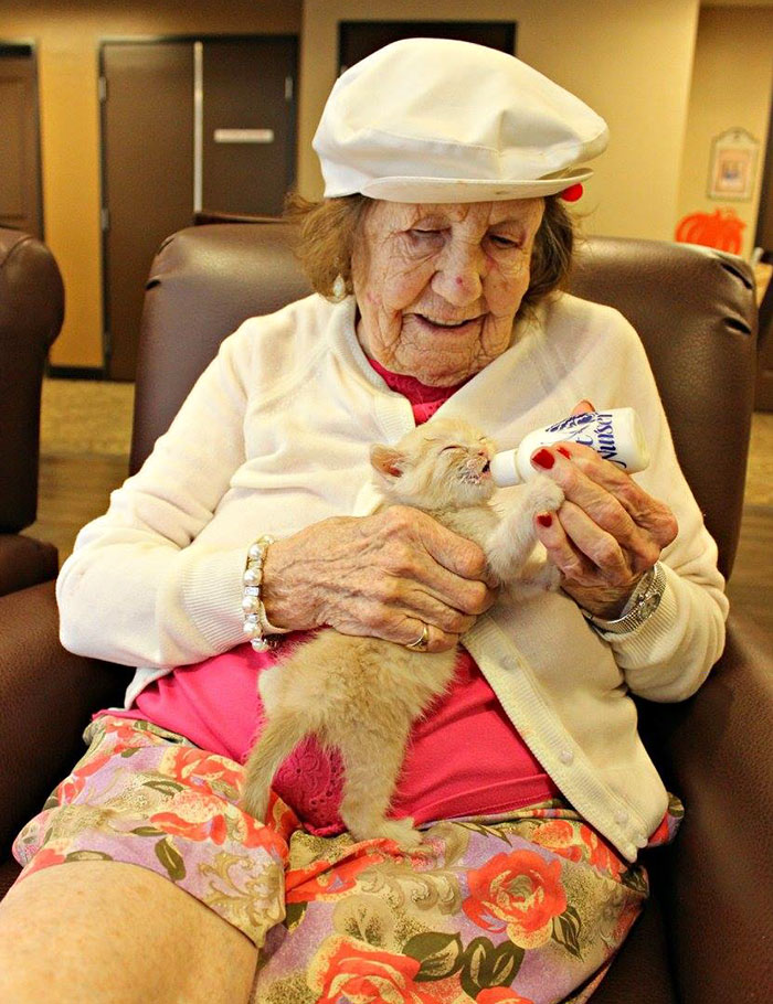 Animal Shelter Partners With Elderly Care Facility To Save Both Orphaned Kittens And Elders Animal Shelter Partners With Elderly Care Facility To Save Both Orphaned Kittens And Elders