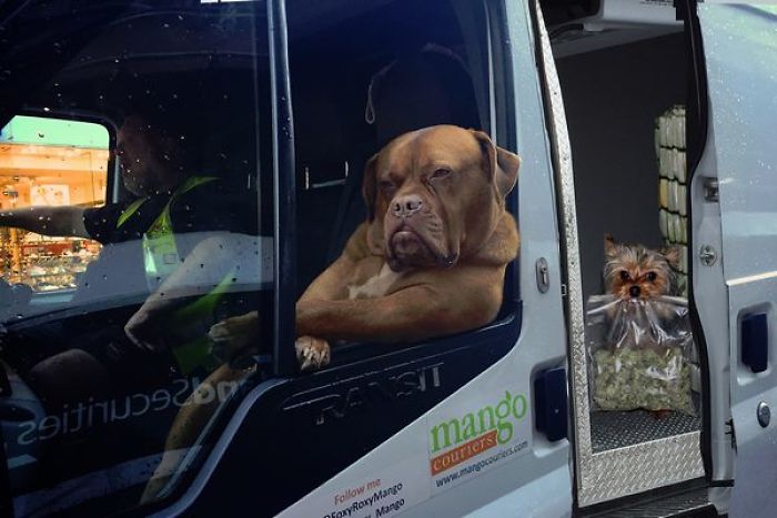 Badass Dog Hanging Out In A Van Sparks A Hilarious Photoshop Battle (32 Pics)