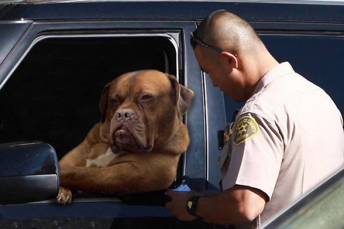 Badass Dog Hanging Out In A Van Sparks A Hilarious Photoshop Battle (32 Pics)