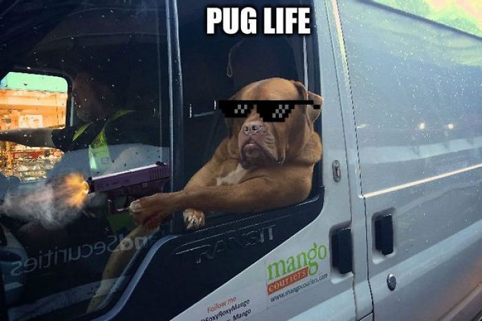 Badass Dog Hanging Out In A Van Sparks A Hilarious Photoshop Battle (32 Pics)