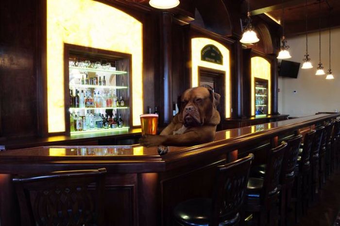 Badass Dog Hanging Out In A Van Sparks A Hilarious Photoshop Battle (32 Pics)