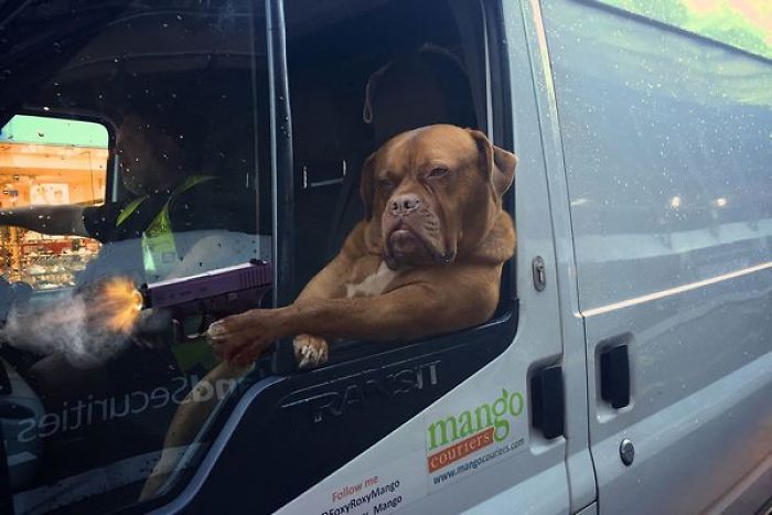Badass Dog Hanging Out In A Van Sparks A Hilarious Photoshop Battle (32 Pics)