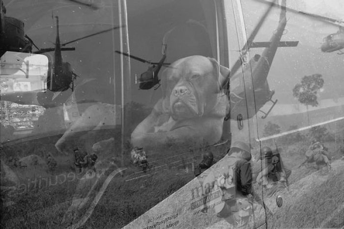 Badass Dog Hanging Out In A Van Sparks A Hilarious Photoshop Battle (32 Pics)