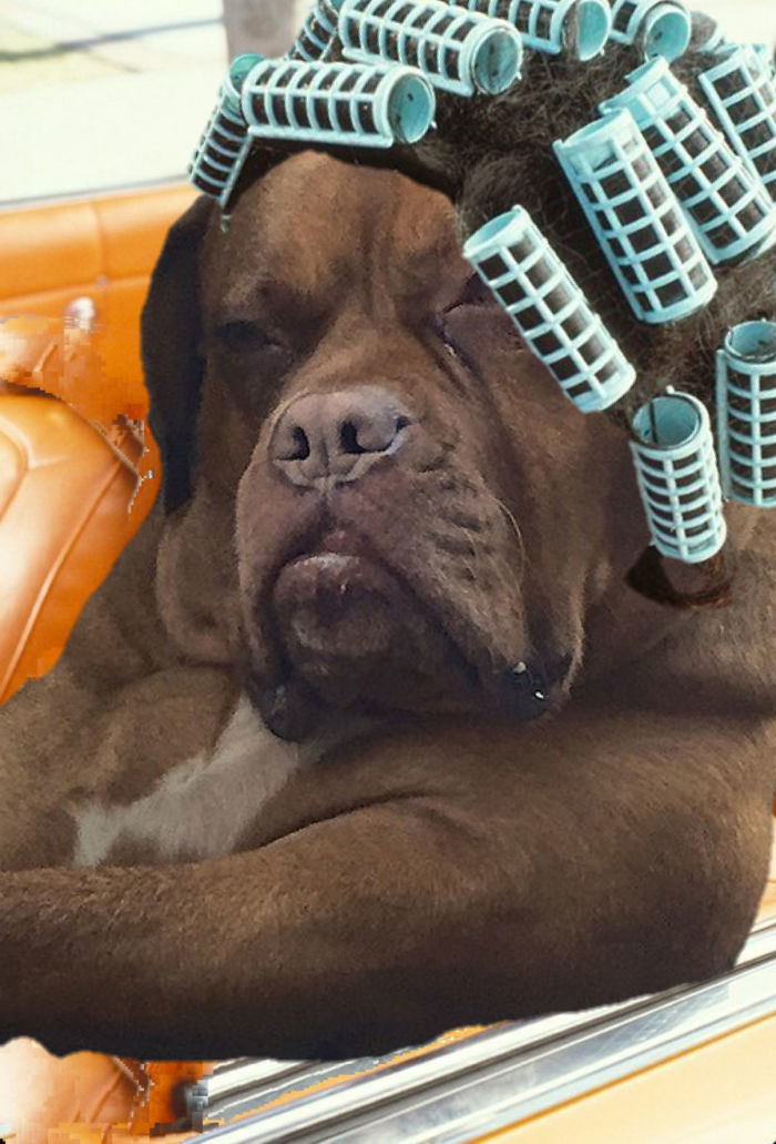 Badass Dog Hanging Out In A Van Sparks A Hilarious Photoshop Battle (32 Pics)