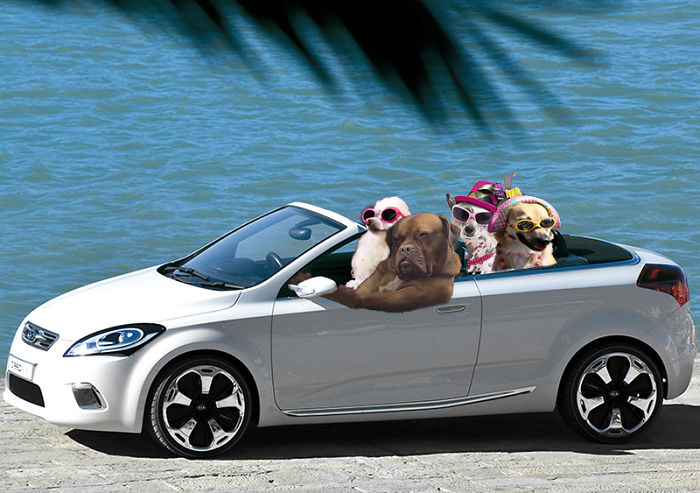 Badass Dog Hanging Out In A Van Sparks A Hilarious Photoshop Battle (32 Pics)