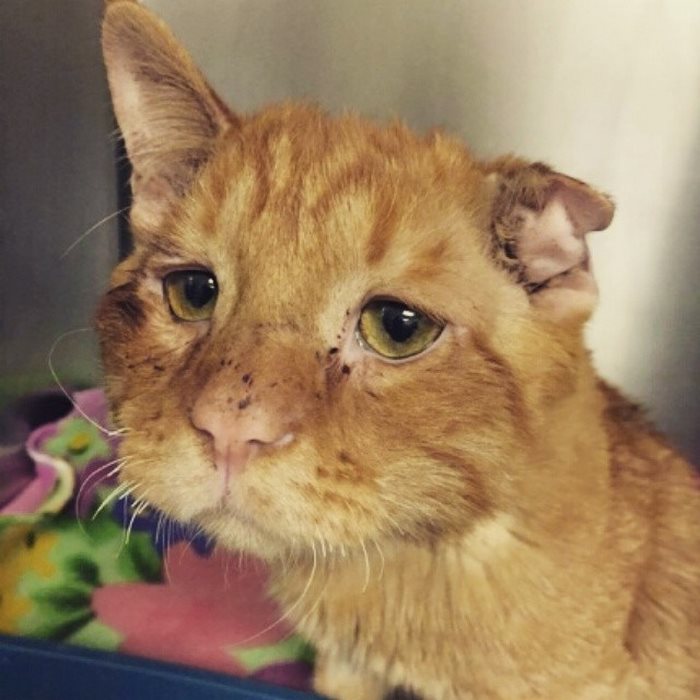 Couple Adopts ‘Saddest Cat’ In The World Nobody Wanted, Here’s How Kitty Transformed In One Hour Couple Adopts ‘Saddest Cat’ In The World Nobody Wanted, Here’s How Kitty Transformed In One Hour