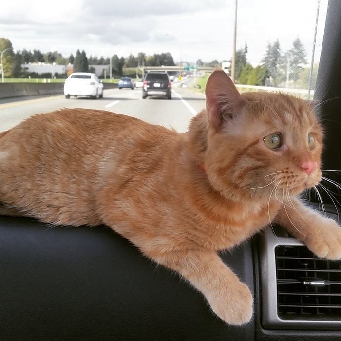 Couple Adopts ‘Saddest Cat’ In The World Nobody Wanted, Here’s How Kitty Transformed In One Hour Couple Adopts ‘Saddest Cat’ In The World Nobody Wanted, Here’s How Kitty Transformed In One Hour