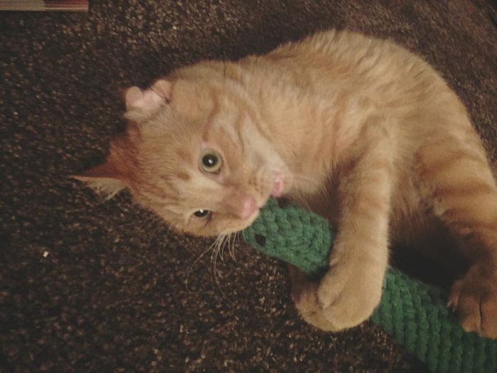 Couple Adopts ‘Saddest Cat’ In The World Nobody Wanted, Here’s How Kitty Transformed In One Hour Couple Adopts ‘Saddest Cat’ In The World Nobody Wanted, Here’s How Kitty Transformed In One Hour