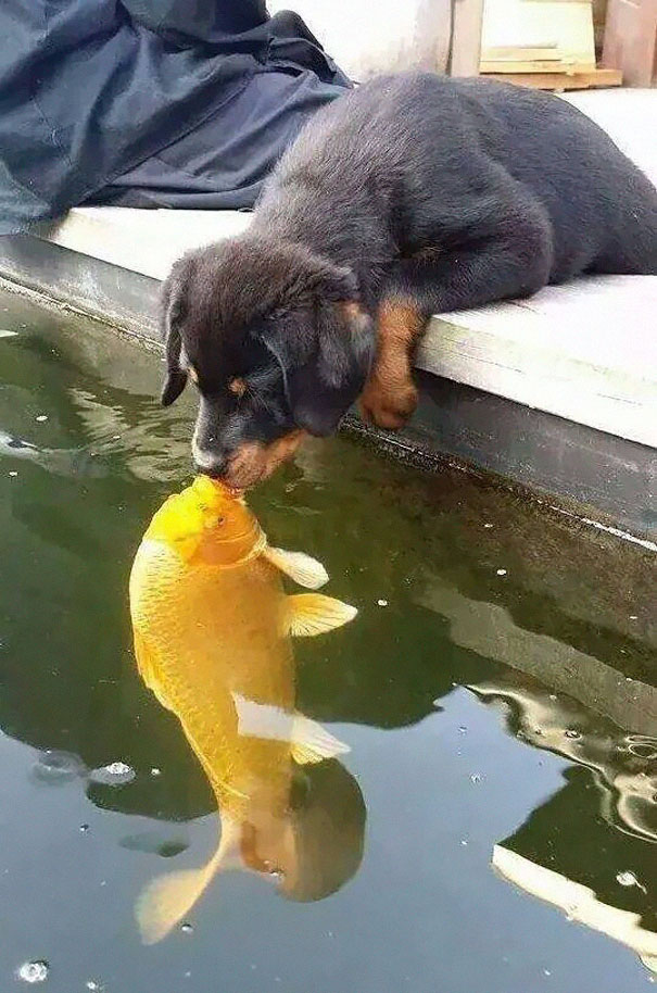 Puppy Kissing A Fish Inspires A Hilarious Photoshop Battle (30 Pics)