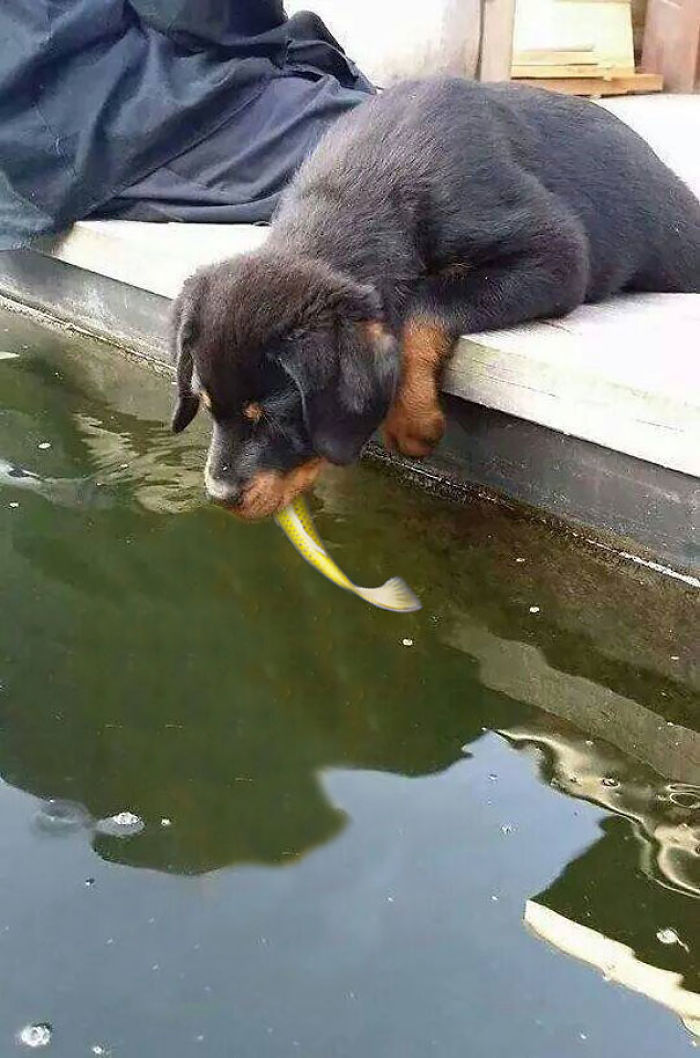 Puppy Kissing A Fish Inspires A Hilarious Photoshop Battle (30 Pics)