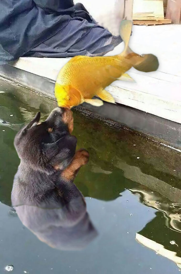 Puppy Kissing A Fish Inspires A Hilarious Photoshop Battle (30 Pics)