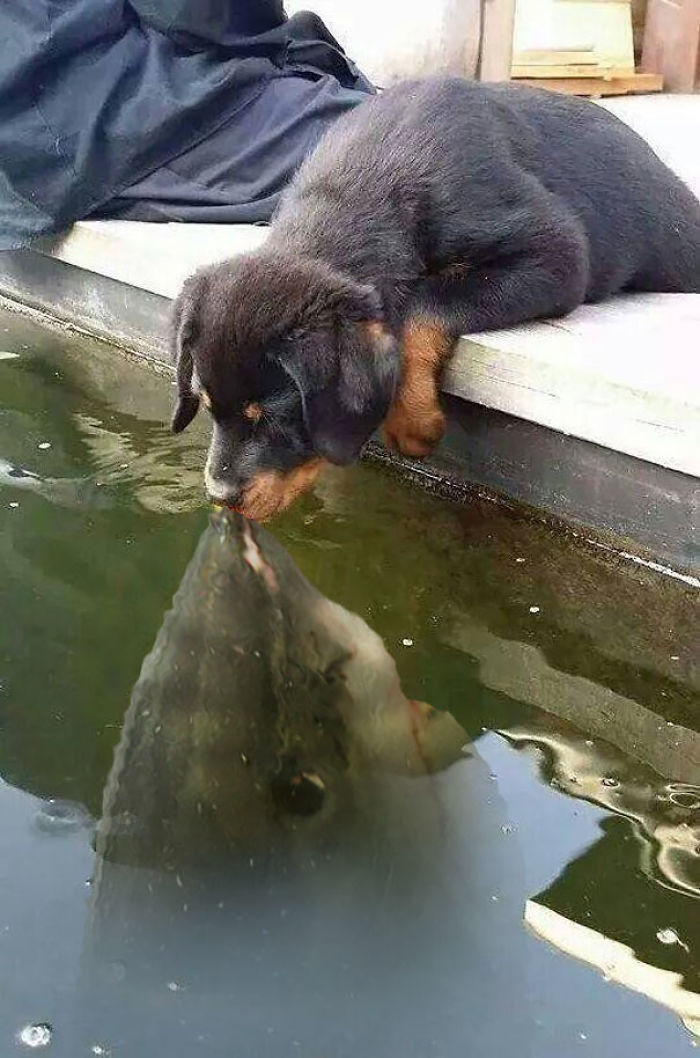 Puppy Kissing A Fish Inspires A Hilarious Photoshop Battle (30 Pics)