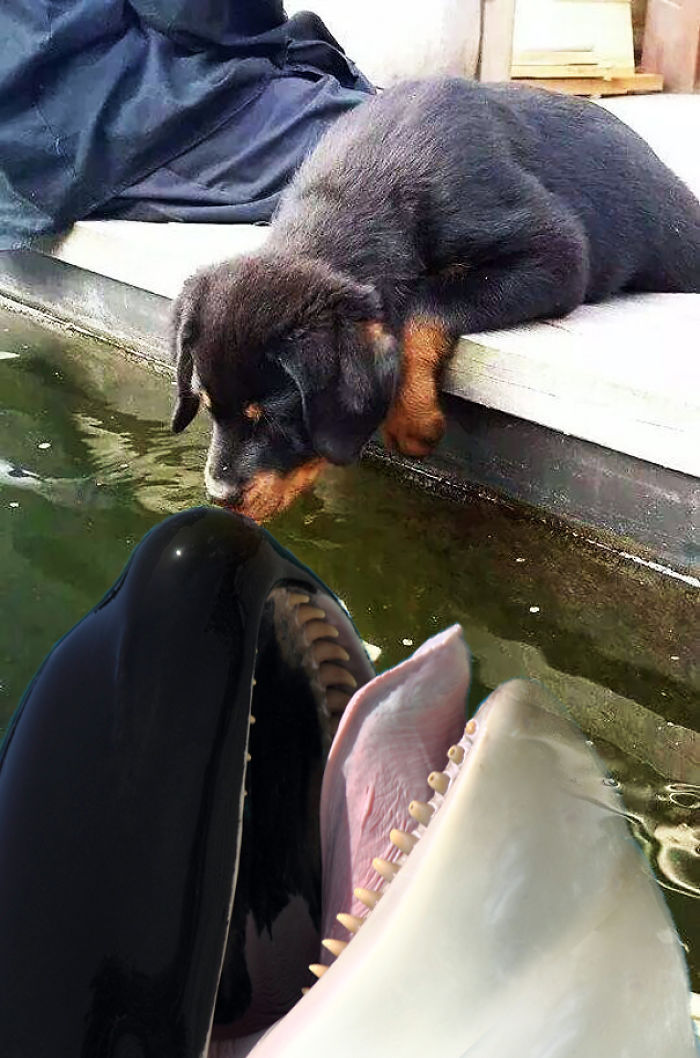 Puppy Kissing A Fish Inspires A Hilarious Photoshop Battle (30 Pics)
