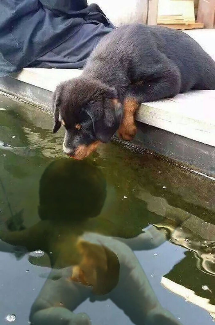 Puppy Kissing A Fish Inspires A Hilarious Photoshop Battle (30 Pics)