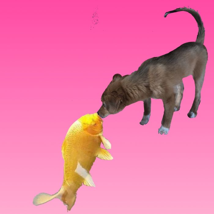 Puppy Kissing A Fish Inspires A Hilarious Photoshop Battle (30 Pics)