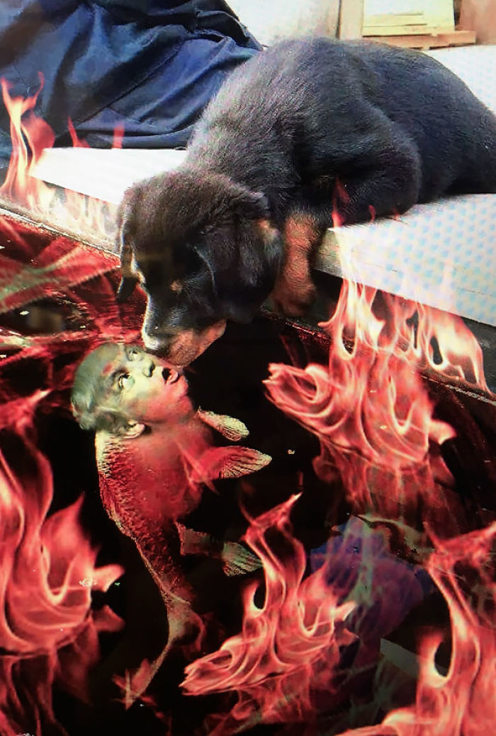 Puppy Kissing A Fish Inspires A Hilarious Photoshop Battle (30 Pics)