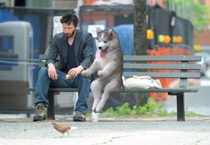 Husky Gets Stuck On Coconut Tree, The Internet Decides To Help&#8230; With Photoshop (68 Pics)