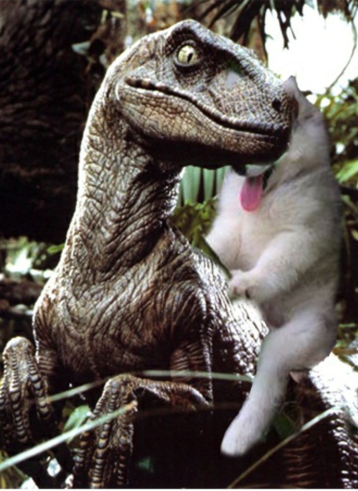 Husky Gets Stuck On Coconut Tree, The Internet Decides To Help&#8230; With Photoshop (68 Pics)