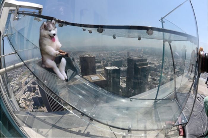 Husky Gets Stuck On Coconut Tree, The Internet Decides To Help&#8230; With Photoshop (68 Pics)