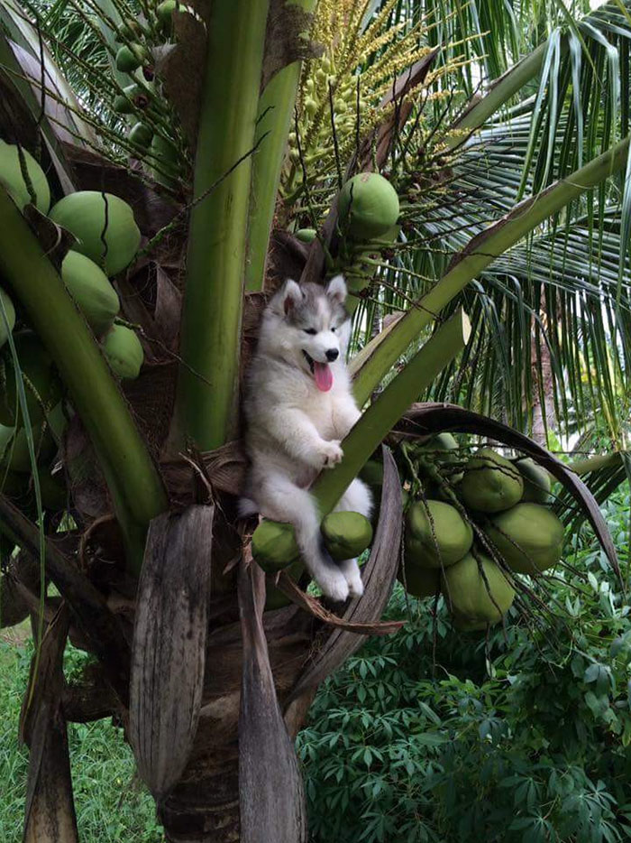 Husky Gets Stuck On Coconut Tree, The Internet Decides To Help&#8230; With Photoshop (68 Pics)