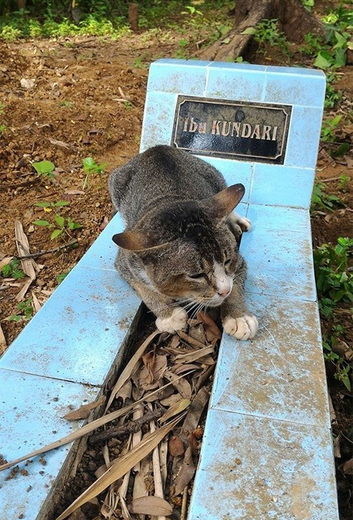 Heartbroken Cat Has Spent 1 Year By Her Dead Owner&#8217;s Grave