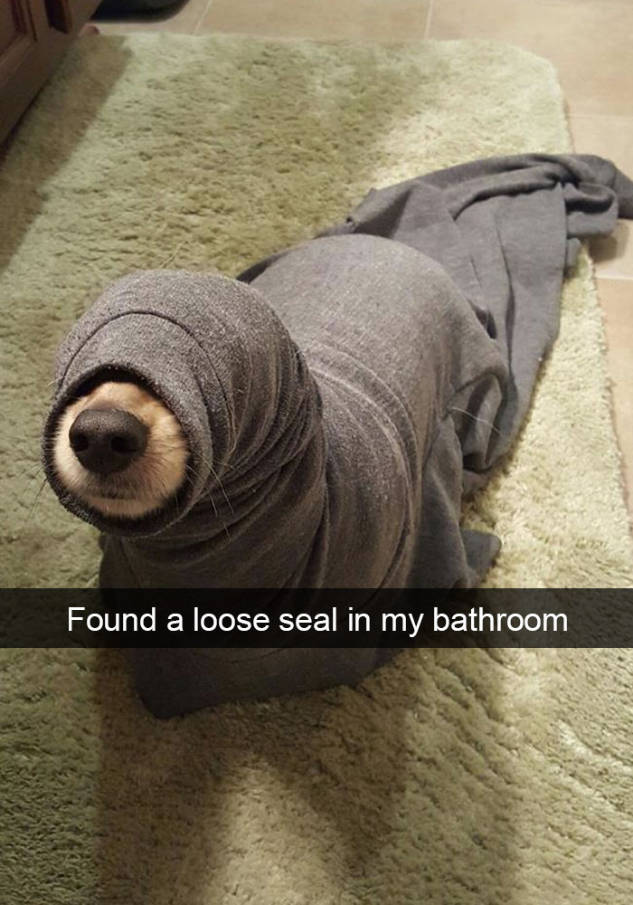 50 Hilarious Dog Snapchats That Are Impawsible Not To Laugh At 50 Hilarious Dog Snapchats That Are Impawsible Not To Laugh At