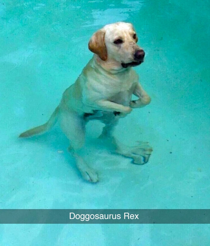 50 Hilarious Dog Snapchats That Are Impawsible Not To Laugh At 50 Hilarious Dog Snapchats That Are Impawsible Not To Laugh At