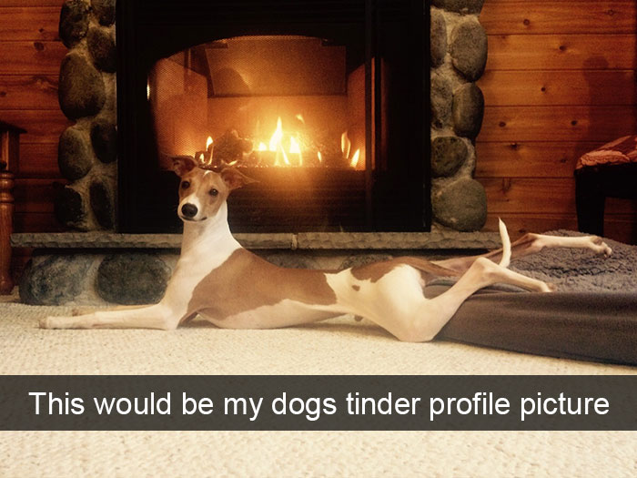 50 Hilarious Dog Snapchats That Are Impawsible Not To Laugh At 50 Hilarious Dog Snapchats That Are Impawsible Not To Laugh At