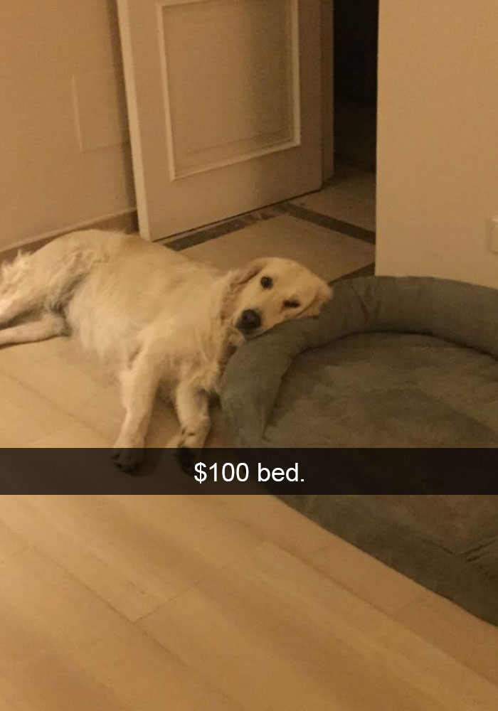 50 Hilarious Dog Snapchats That Are Impawsible Not To Laugh At 50 Hilarious Dog Snapchats That Are Impawsible Not To Laugh At