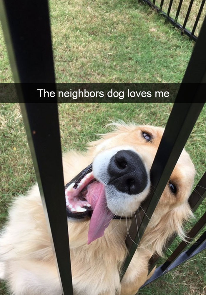 50 Hilarious Dog Snapchats That Are Impawsible Not To Laugh At 50 Hilarious Dog Snapchats That Are Impawsible Not To Laugh At