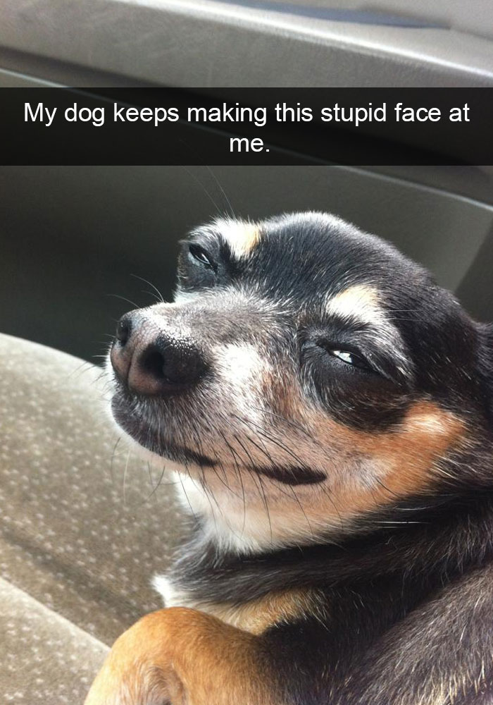 50 Hilarious Dog Snapchats That Are Impawsible Not To Laugh At 50 Hilarious Dog Snapchats That Are Impawsible Not To Laugh At