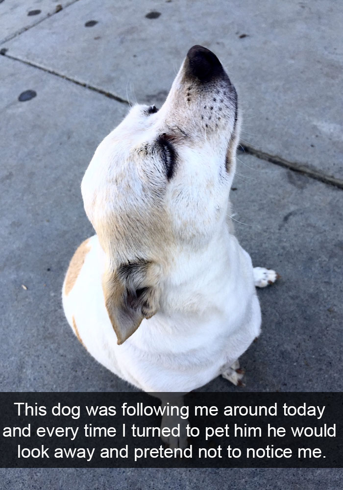 50 Hilarious Dog Snapchats That Are Impawsible Not To Laugh At 50 Hilarious Dog Snapchats That Are Impawsible Not To Laugh At