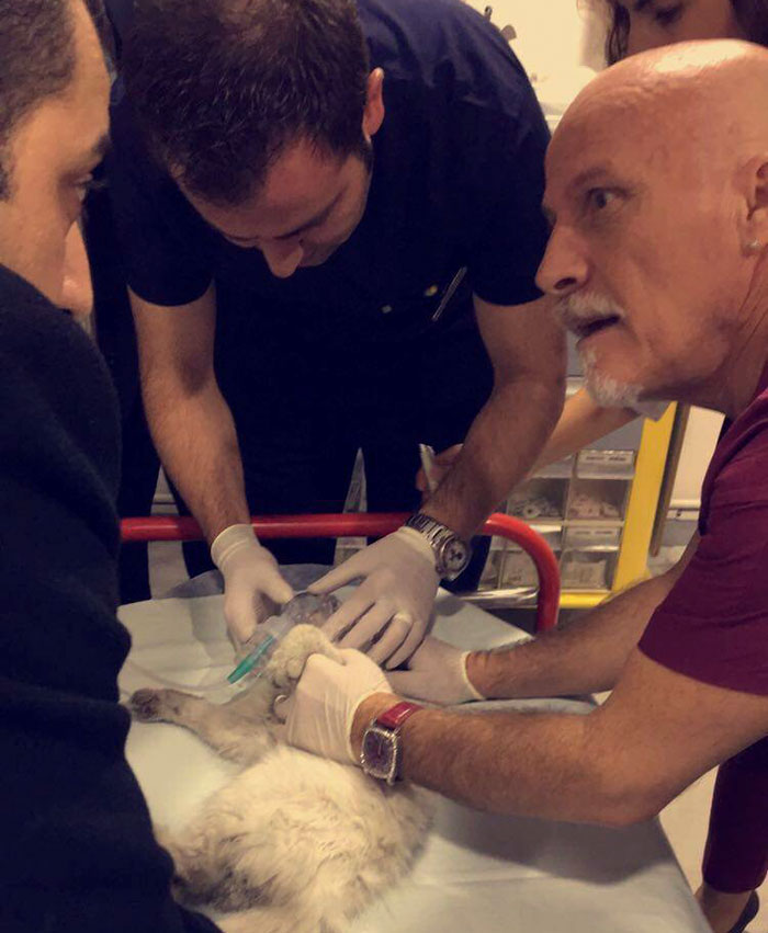 Emergency Doctor Uses CPR on Stray Cat To Save Her Life, Adopts Her Afterwards